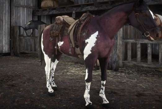 Como CONSEGUI o CAVALO PURO SANGUE ÁRABE MAIS LINDO DO RED DEAD REDEMP